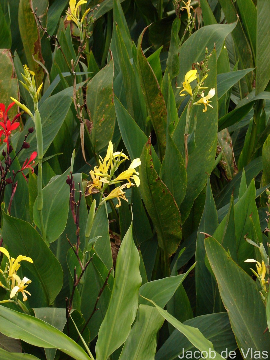 Canna indica L.